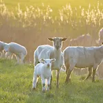 Alte Schule Osterhever Lägenhet Westerhever
